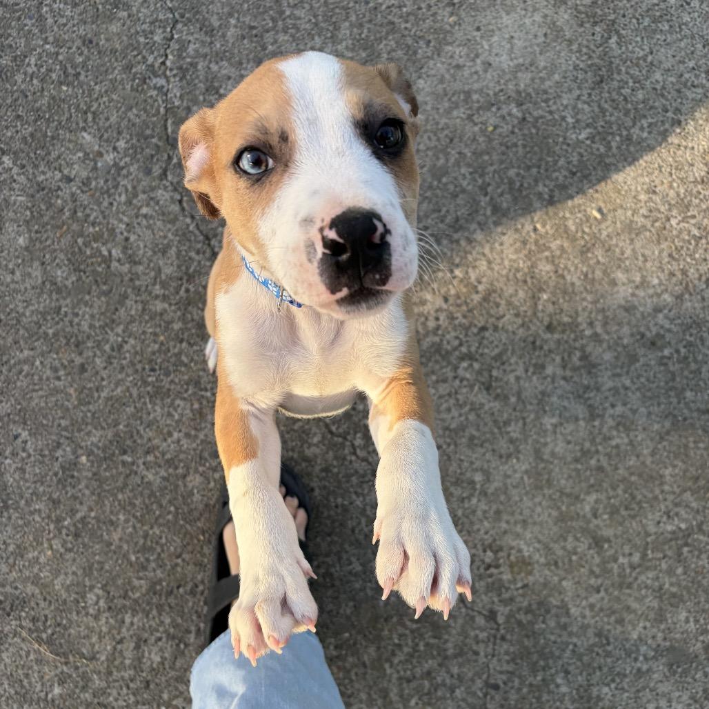 Enlarge Rodeo, a Adoptable mixed breed in Newberg, OR image 2/6