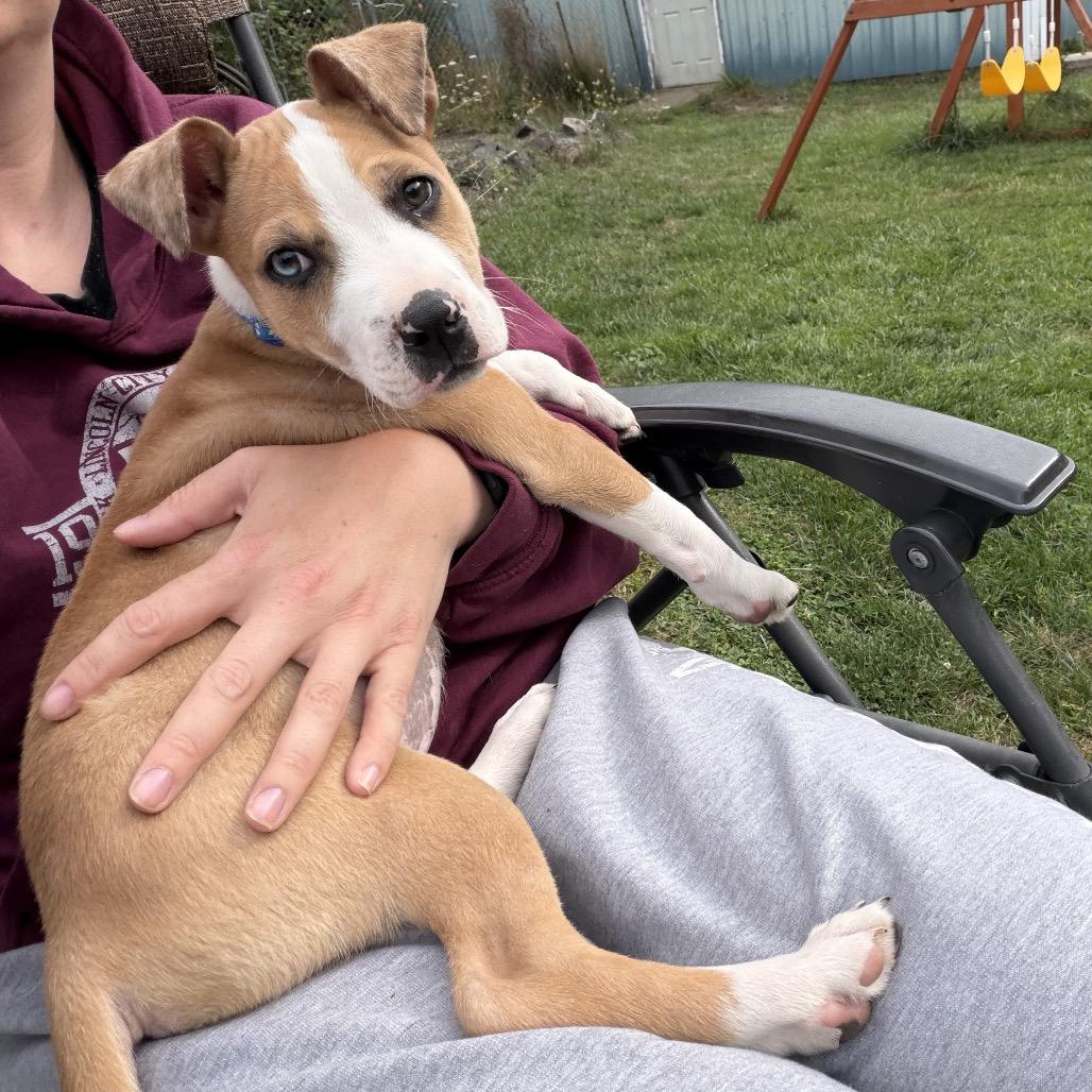 Enlarge Rodeo, a Adoptable mixed breed in Newberg, OR image 4/6