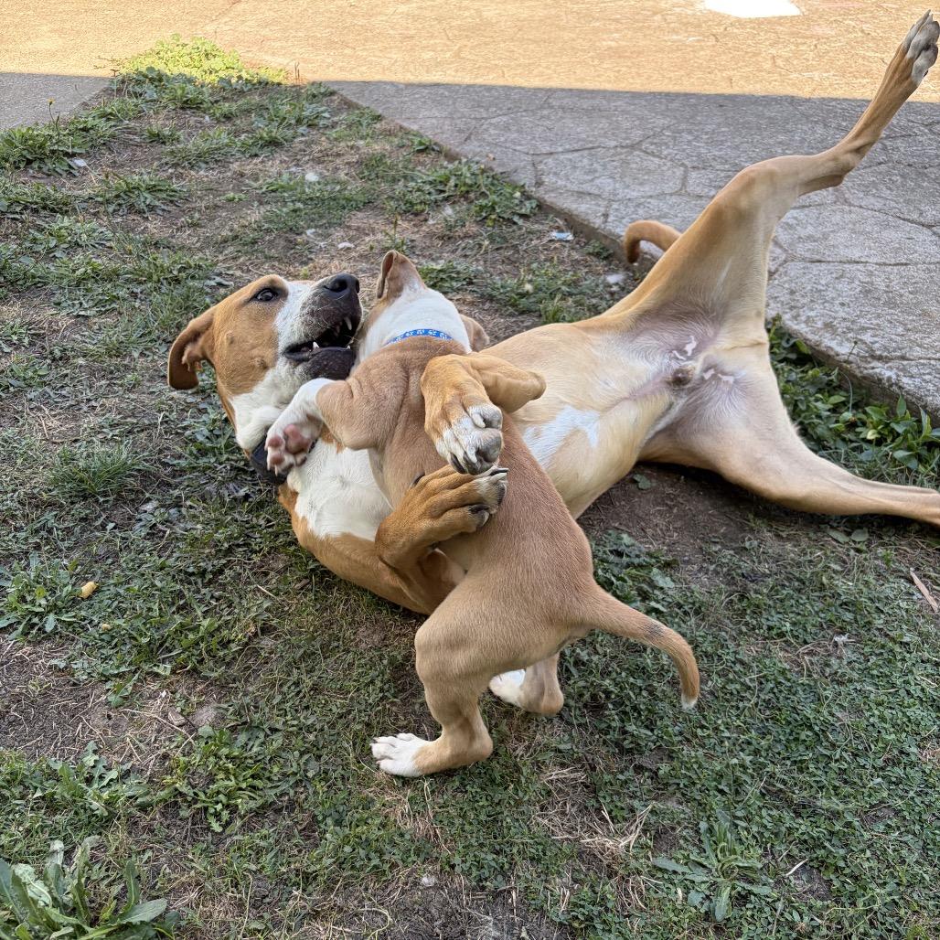 Enlarge Rodeo, a Adoptable mixed breed in Newberg, OR image 5/6