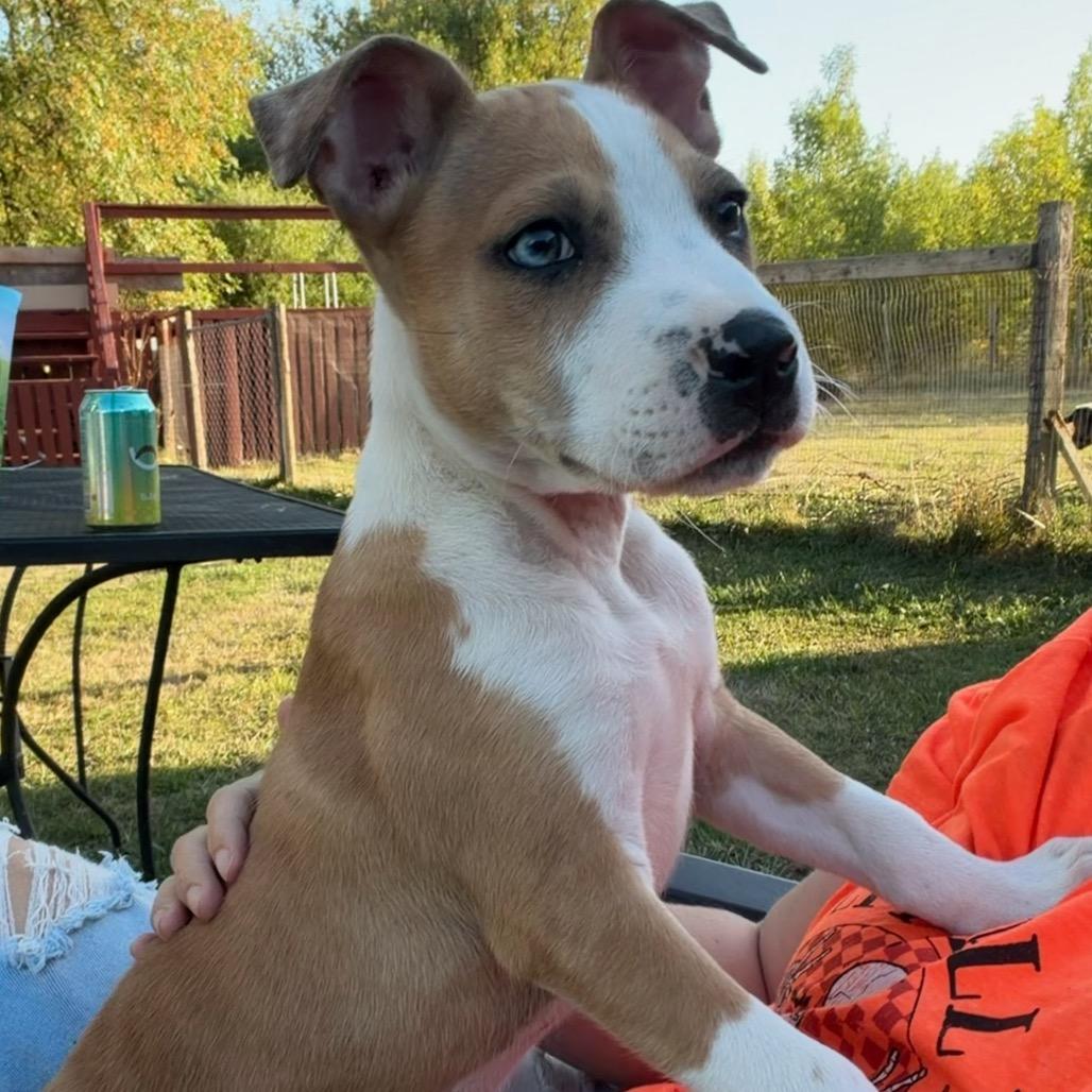 Enlarge Rodeo, a Adoptable mixed breed in Newberg, OR image 6/6