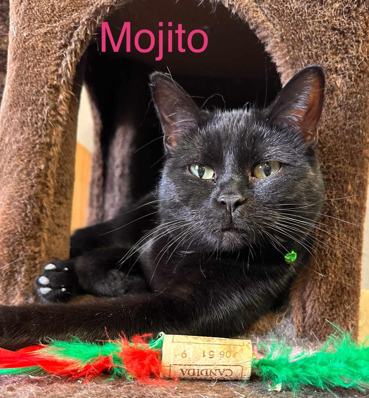 Mojito, Adult Female unknown