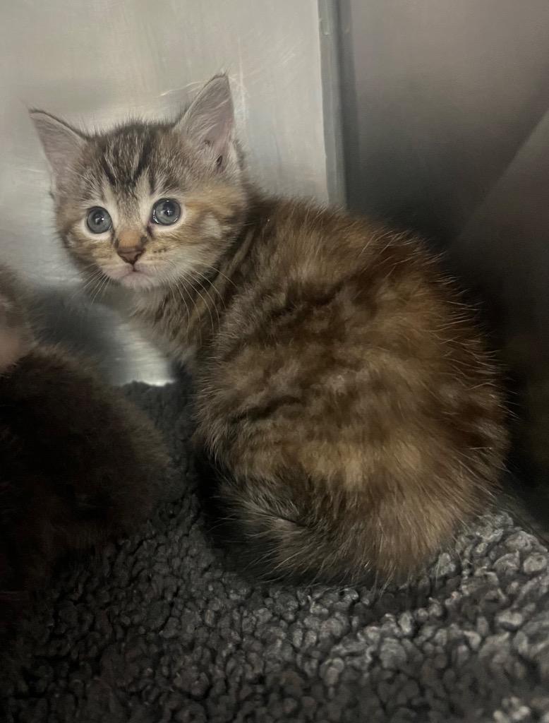 Paris, Adoptable, Kitten Female Domestic Short Hair.