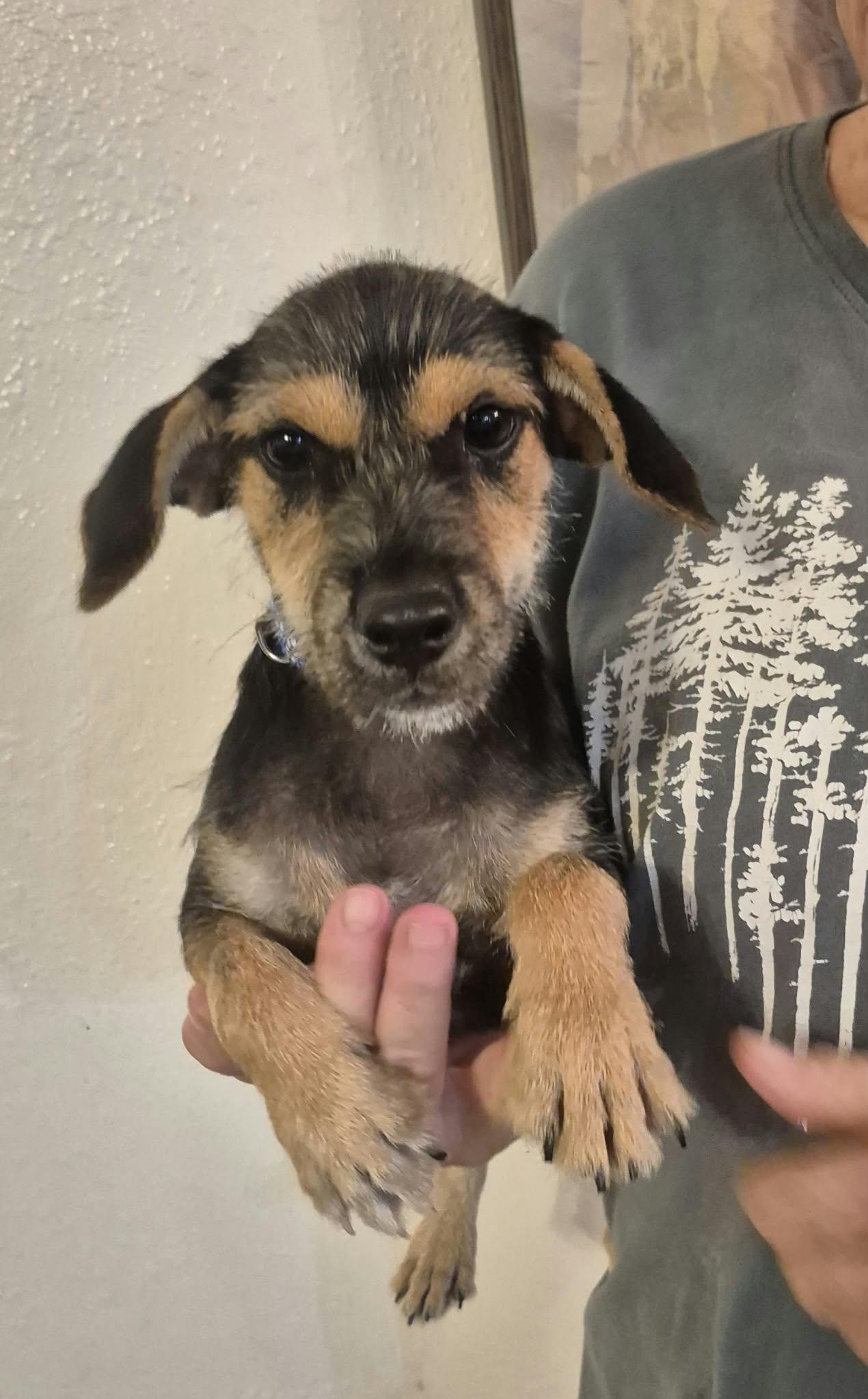Enlarge Maverick, a Adoptable mixed breed in Allentown, PA image 5/6