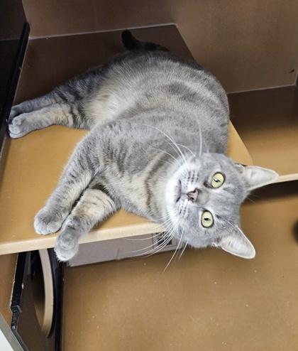 Ziggy $50, Adoptable, Young Female Domestic Short Hair & Domestic Short Hair.