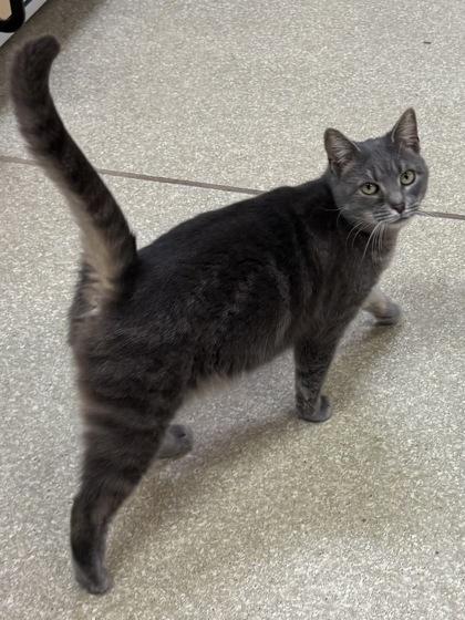 Ziggy $50, a Adoptable mixed breed in Seneca, SC image 2/3