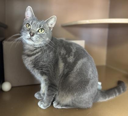 Ziggy $50, a Adoptable mixed breed in Seneca, SC image 3/3