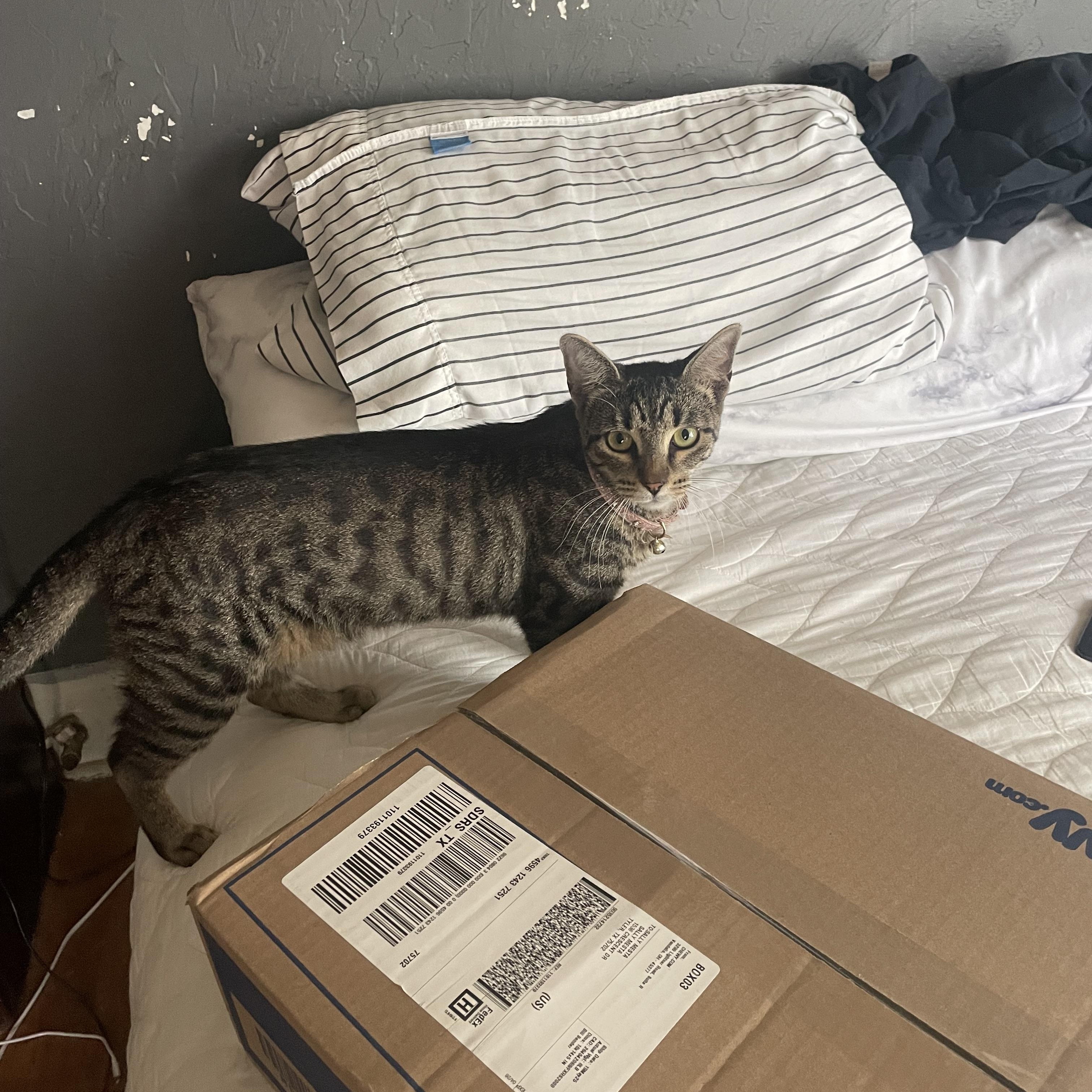 REGINA GEORGE, a Adoptable Tabby in Flint, TX image 2/2