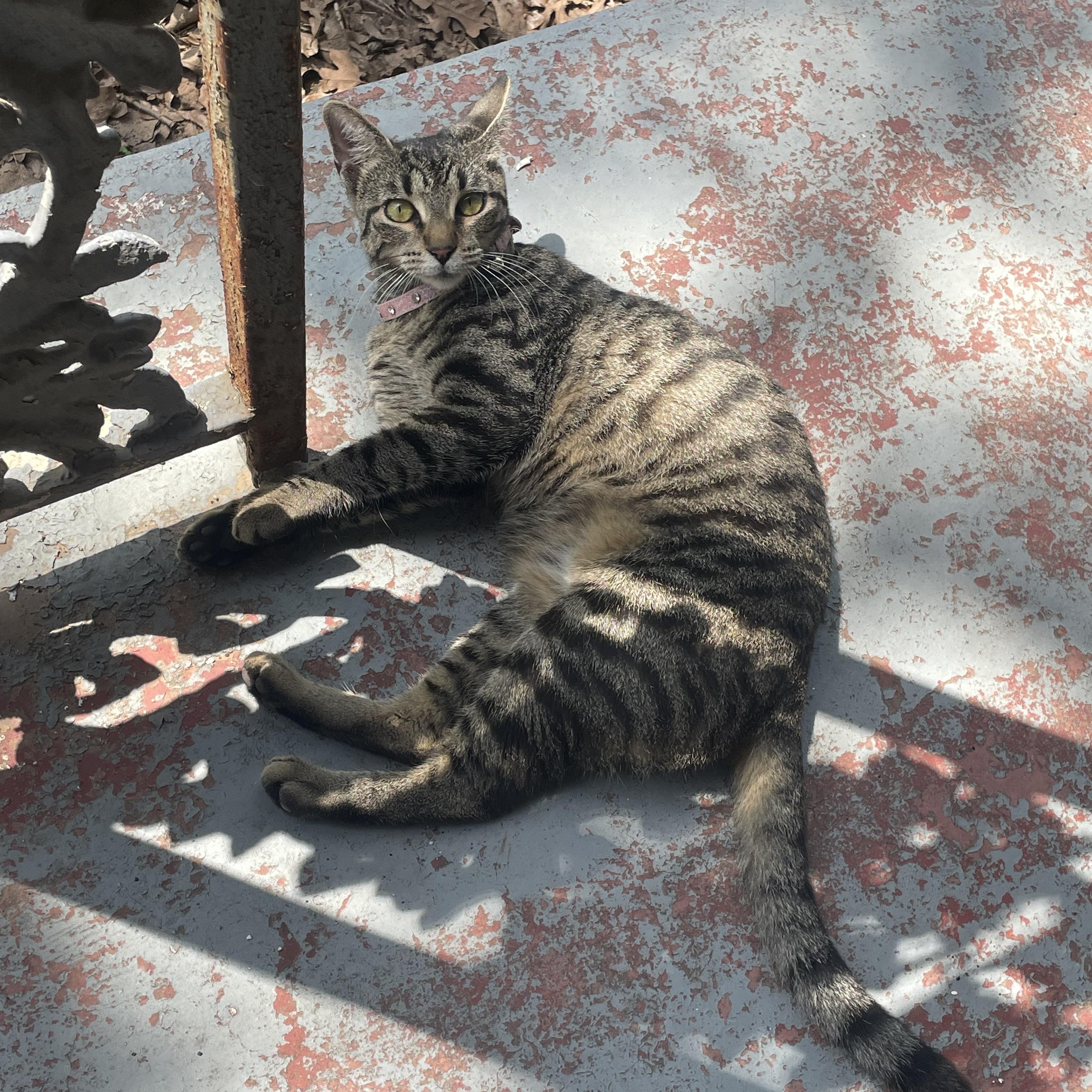 REGINA GEORGE, a Adoptable Tabby in Flint, TX image 1/2