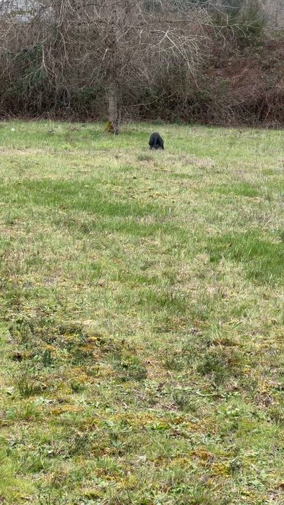 Enlarge Bean , a Adoptable mixed breed in Port Angeles, WA video 6/6