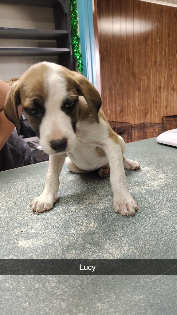 Lucy, Adoptable, Puppy Female Hound & Mixed Breed.