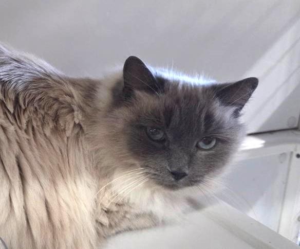 Polar, adopted, Senior Female Siamese & Domestic Long Hair.