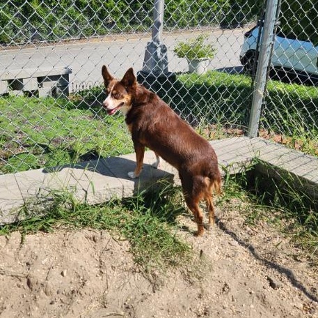 Mocha, an adopted mixed breed in New Rochelle, NY image 3/6