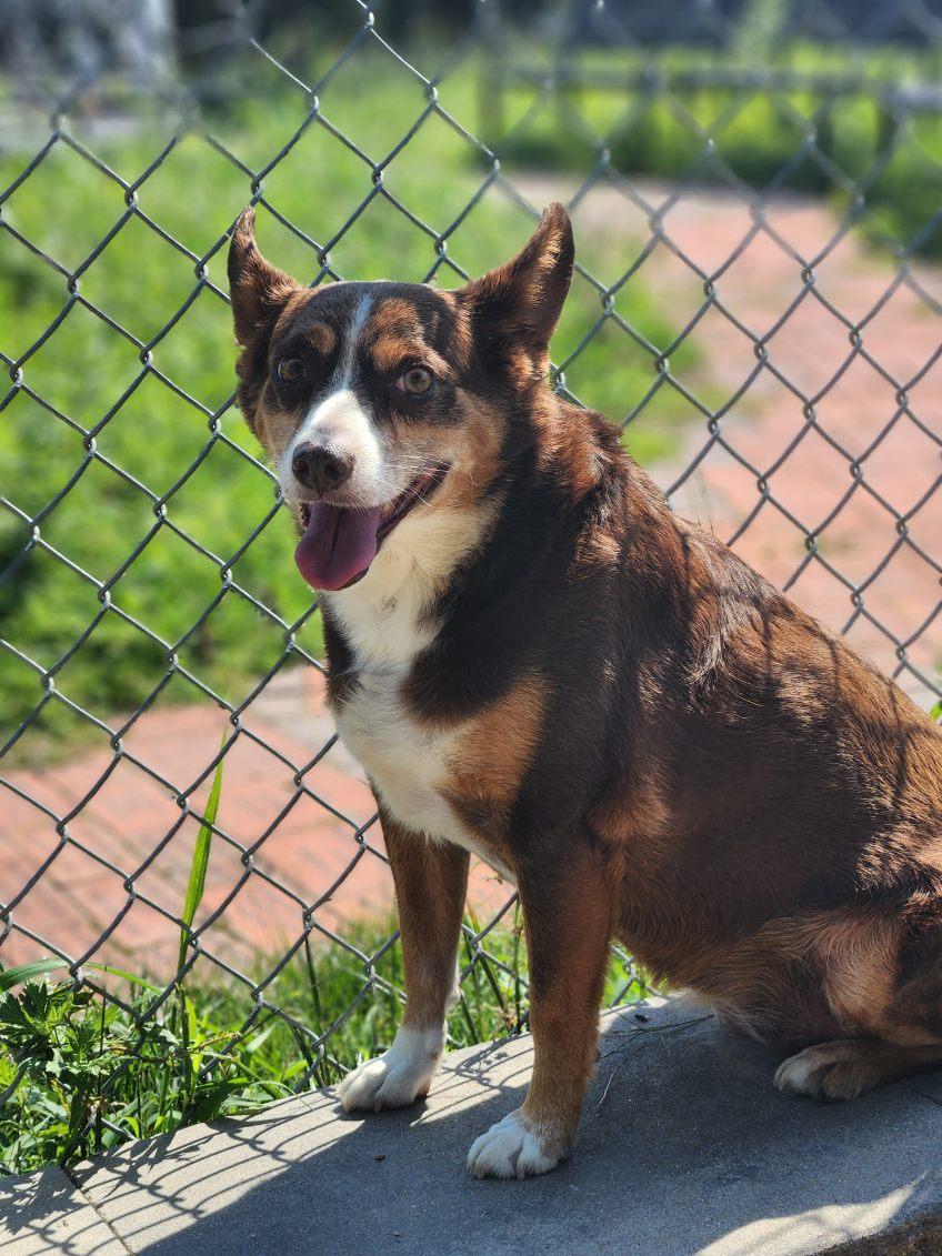 Mocha, an adopted mixed breed in New Rochelle, NY image 5/6