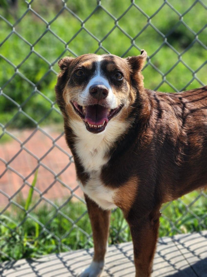 Mocha, an adopted mixed breed in New Rochelle, NY image 6/6