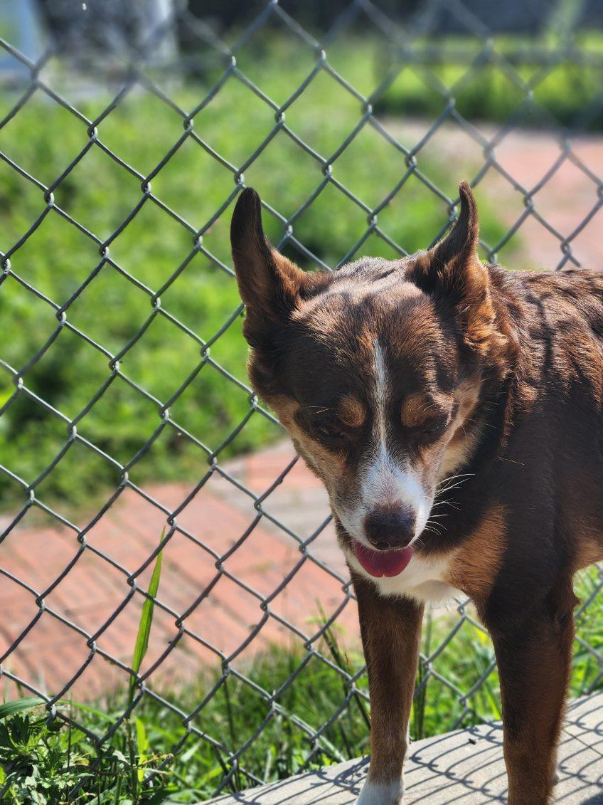 Mocha, an adopted mixed breed in New Rochelle, NY image 2/6
