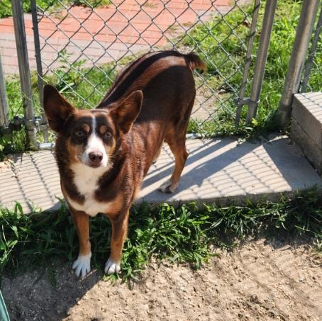 Mocha, an adopted mixed breed in New Rochelle, NY image 1/6