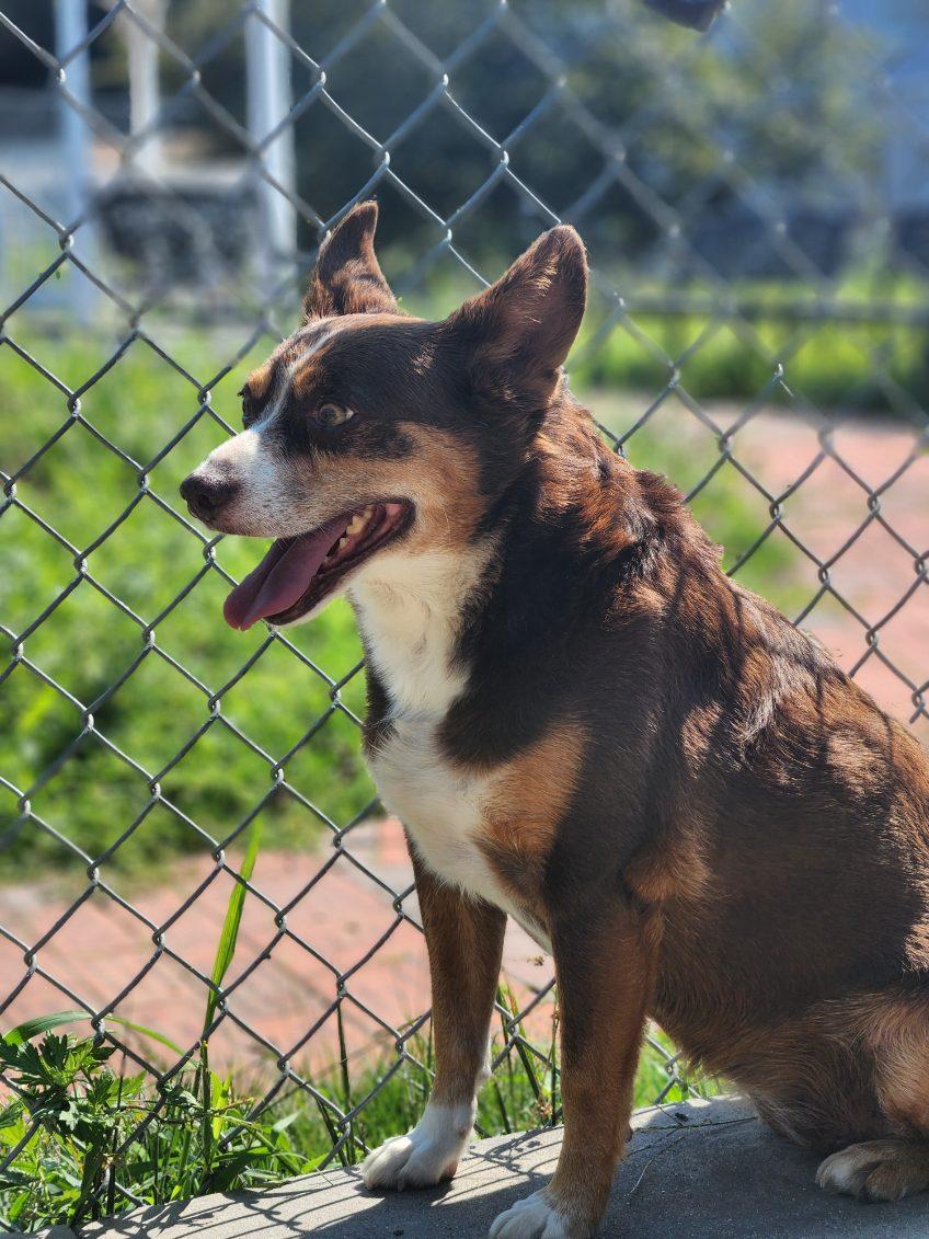 Mocha, an adopted mixed breed in New Rochelle, NY image 4/6