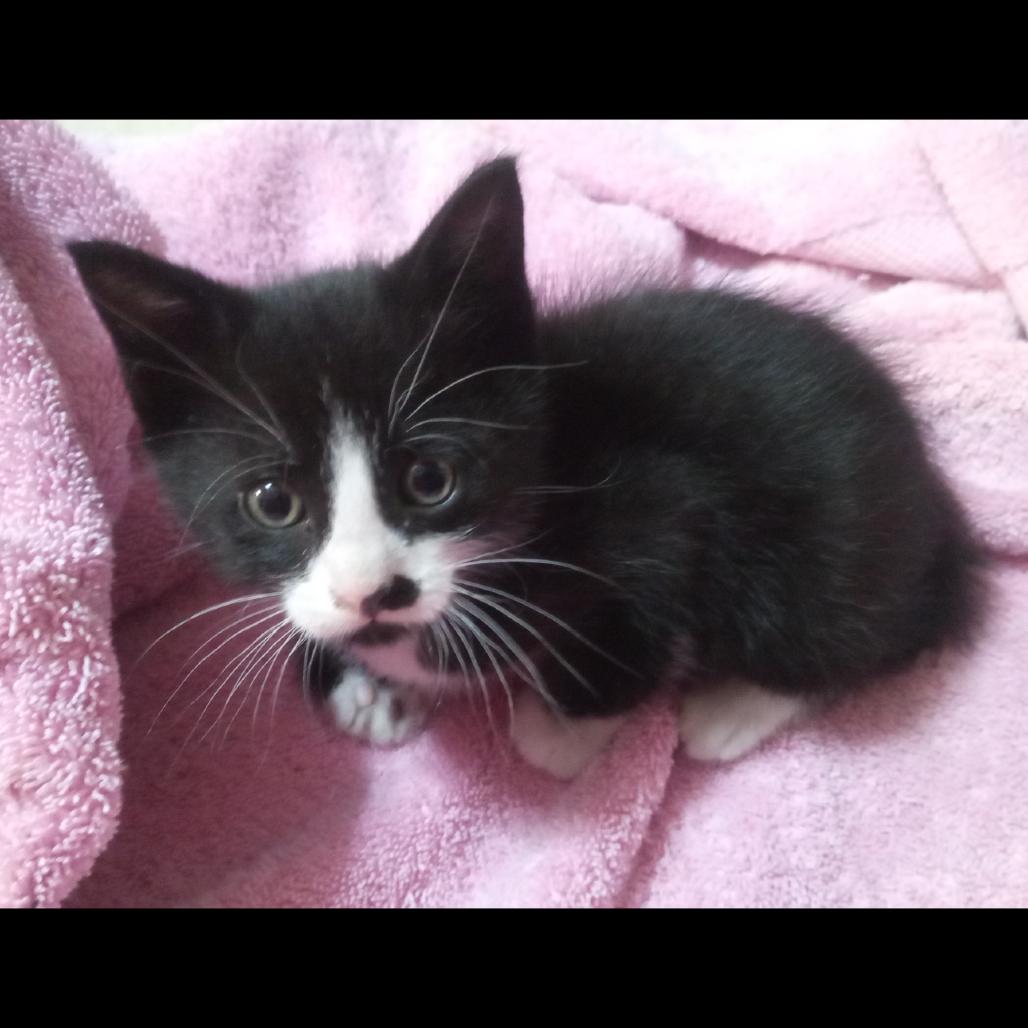 Enlarge Salem, a Adoptable Domestic Short Hair in Ashland, OR image 1/1