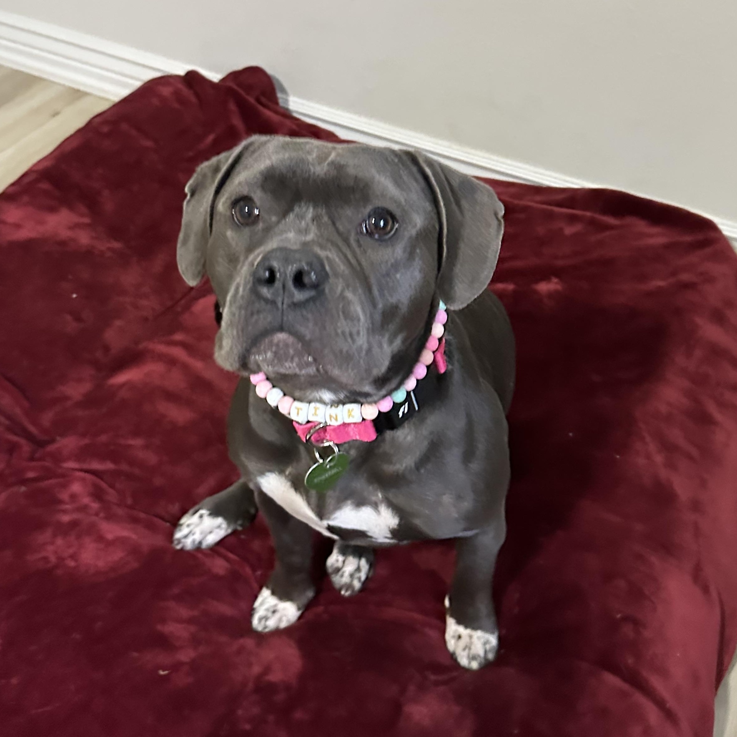 Tink, Adoptable, Young Female Staffordshire Bull Terrier.