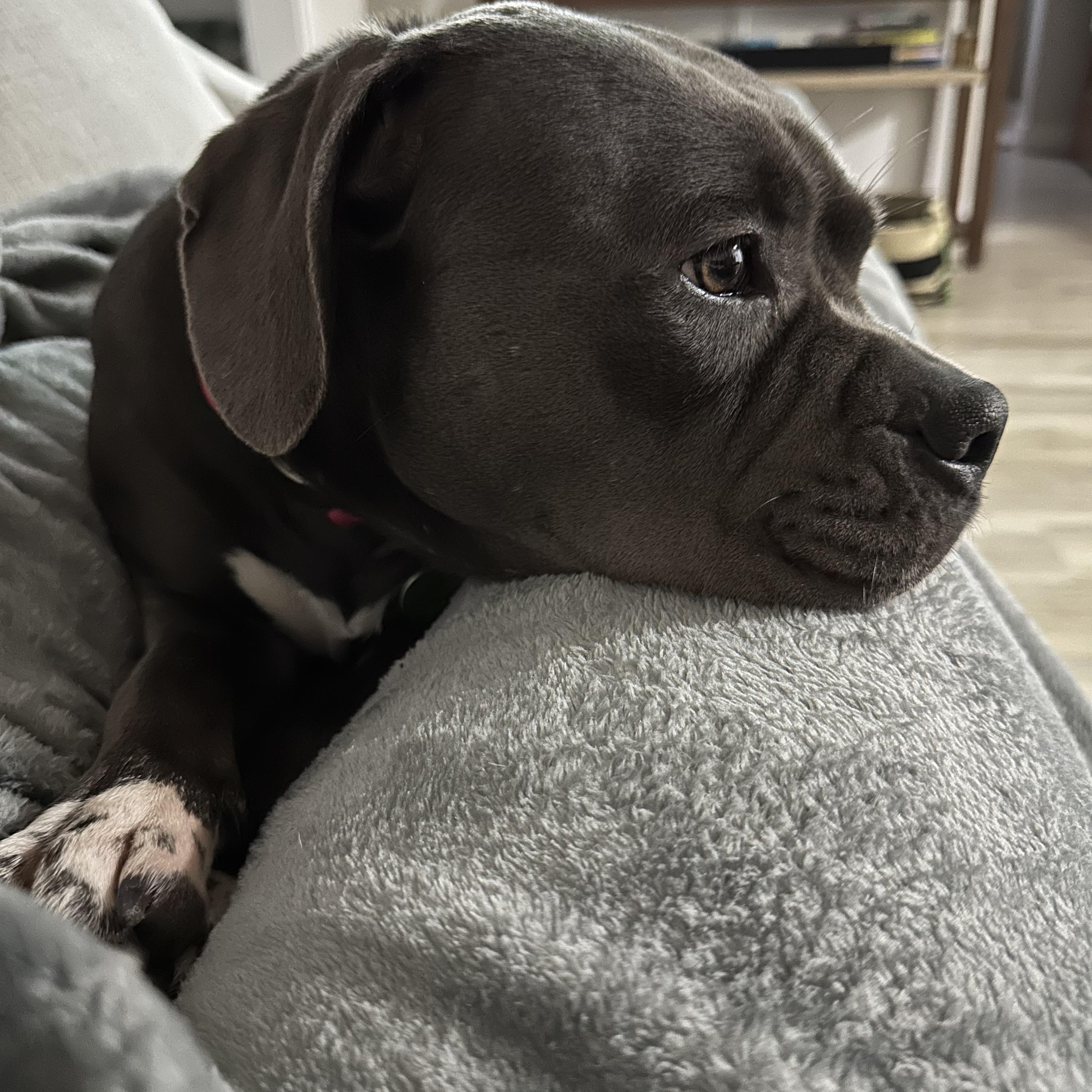 Enlarge Tink, a Adoptable Staffordshire Bull Terrier in Tacoma, WA image 4/6