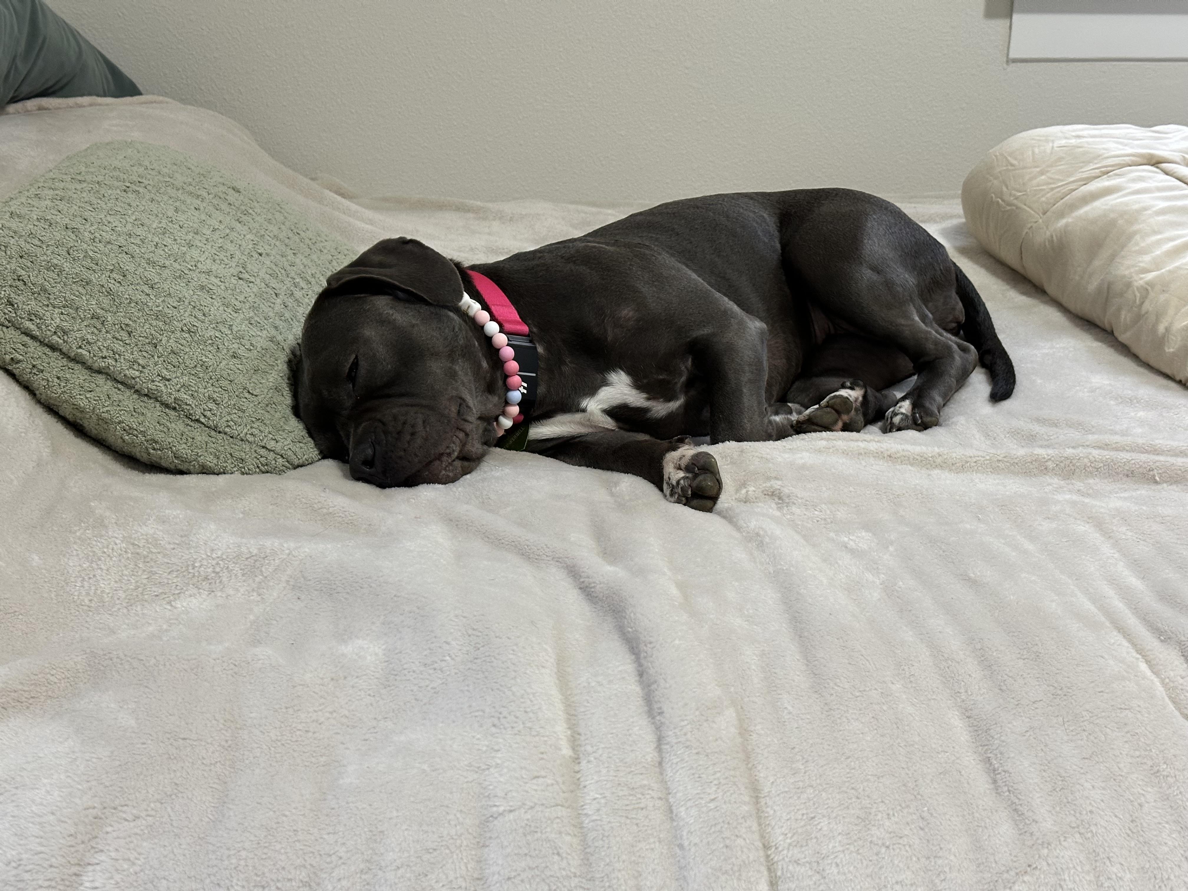 Enlarge Tink, a Adoptable Staffordshire Bull Terrier in Tacoma, WA image 6/6