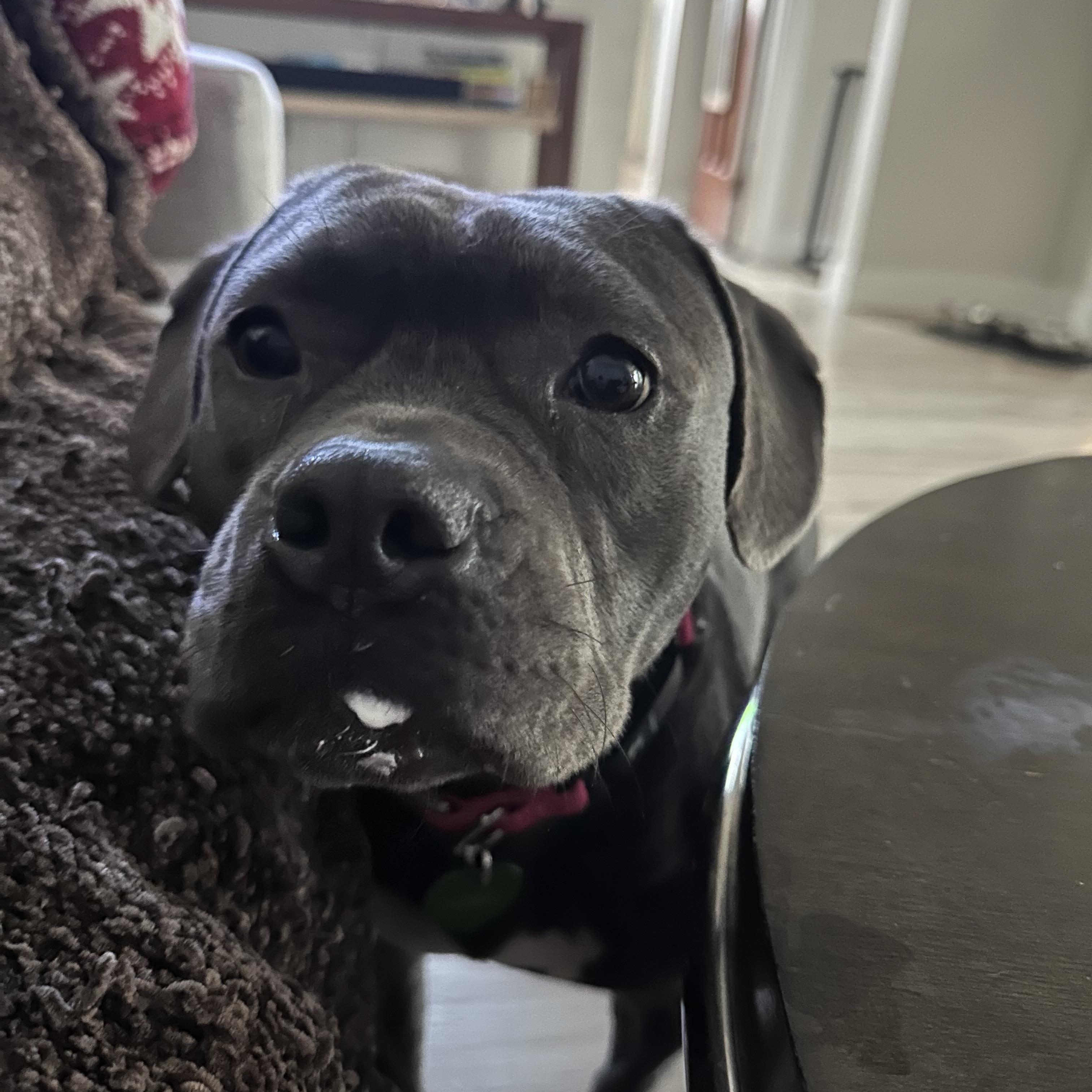 Enlarge Tink, a Adoptable Staffordshire Bull Terrier in Tacoma, WA image 3/6