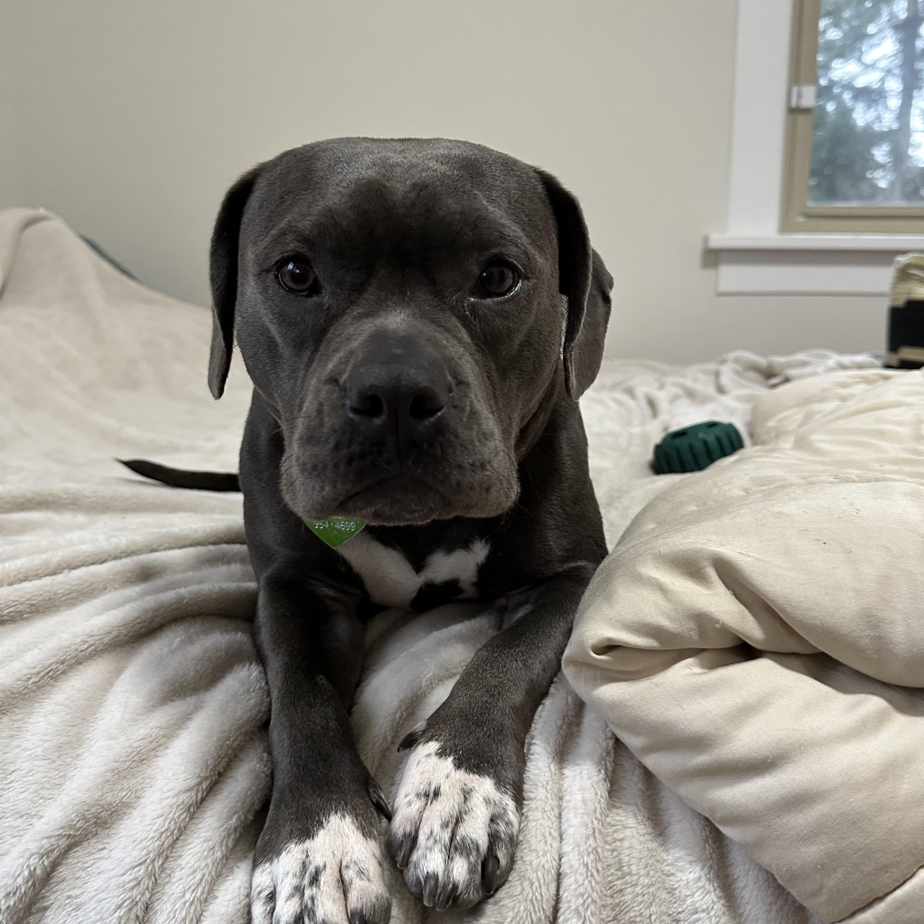 Tink, Adoptable, Young Female Staffordshire Bull Terrier.