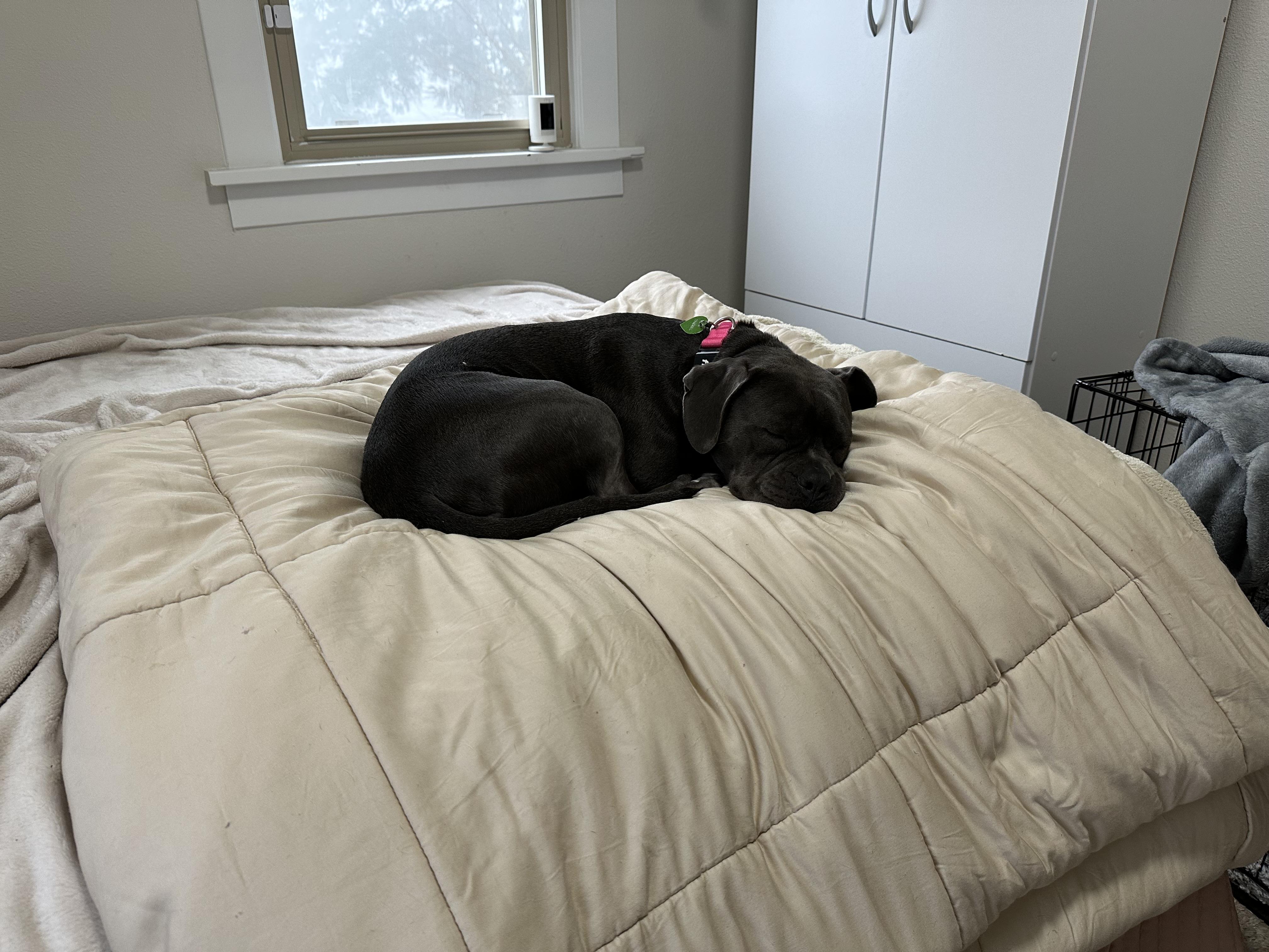 Enlarge Tink, a Adoptable Staffordshire Bull Terrier in Tacoma, WA image 5/6