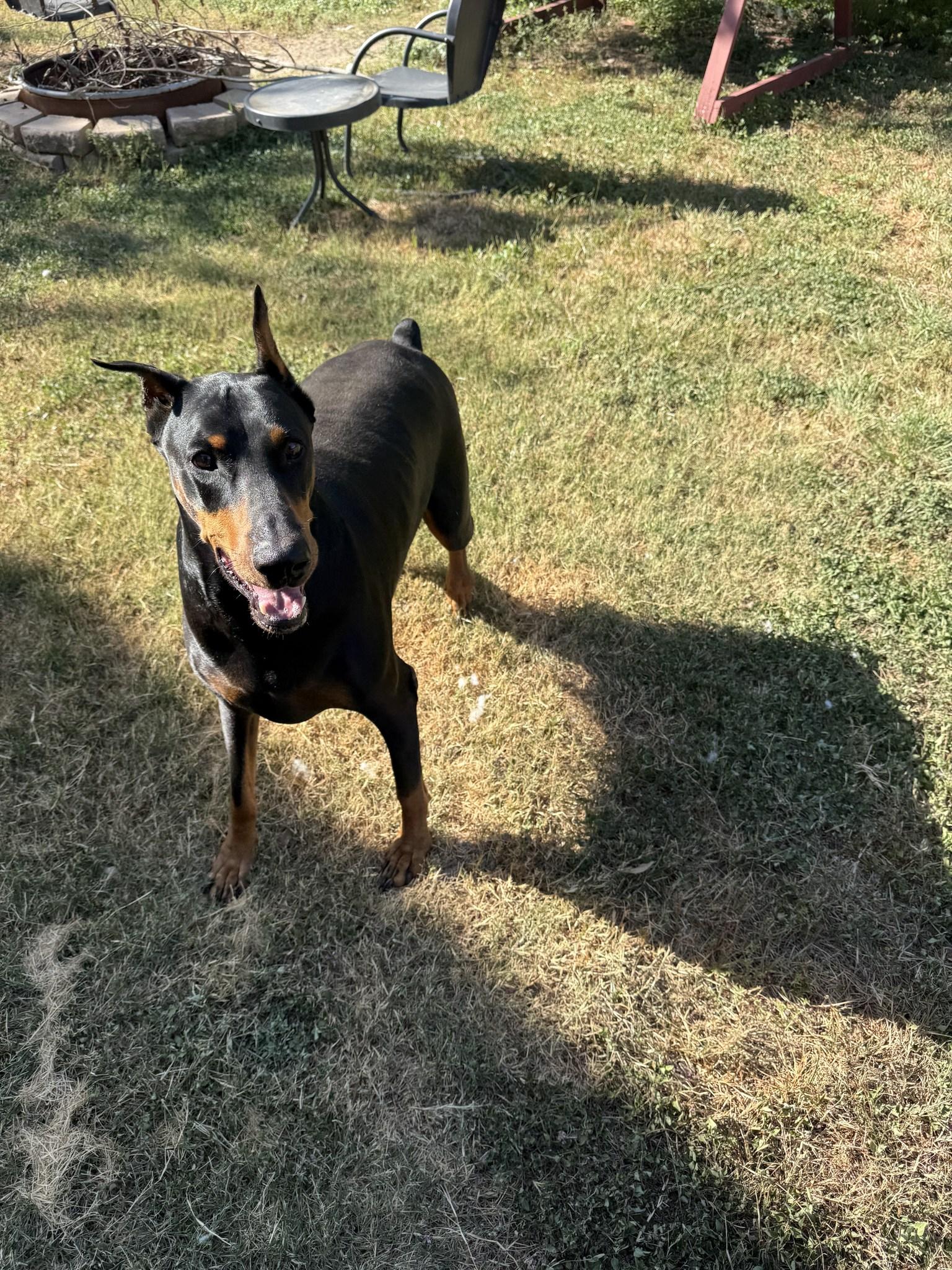 Jedi, Adoptable, Adult Male Doberman Pinscher.