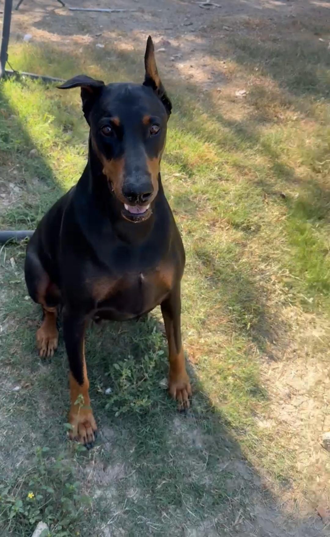 Jedi, a Adoptable Doberman Pinscher in Benbrook, TX image 2/3
