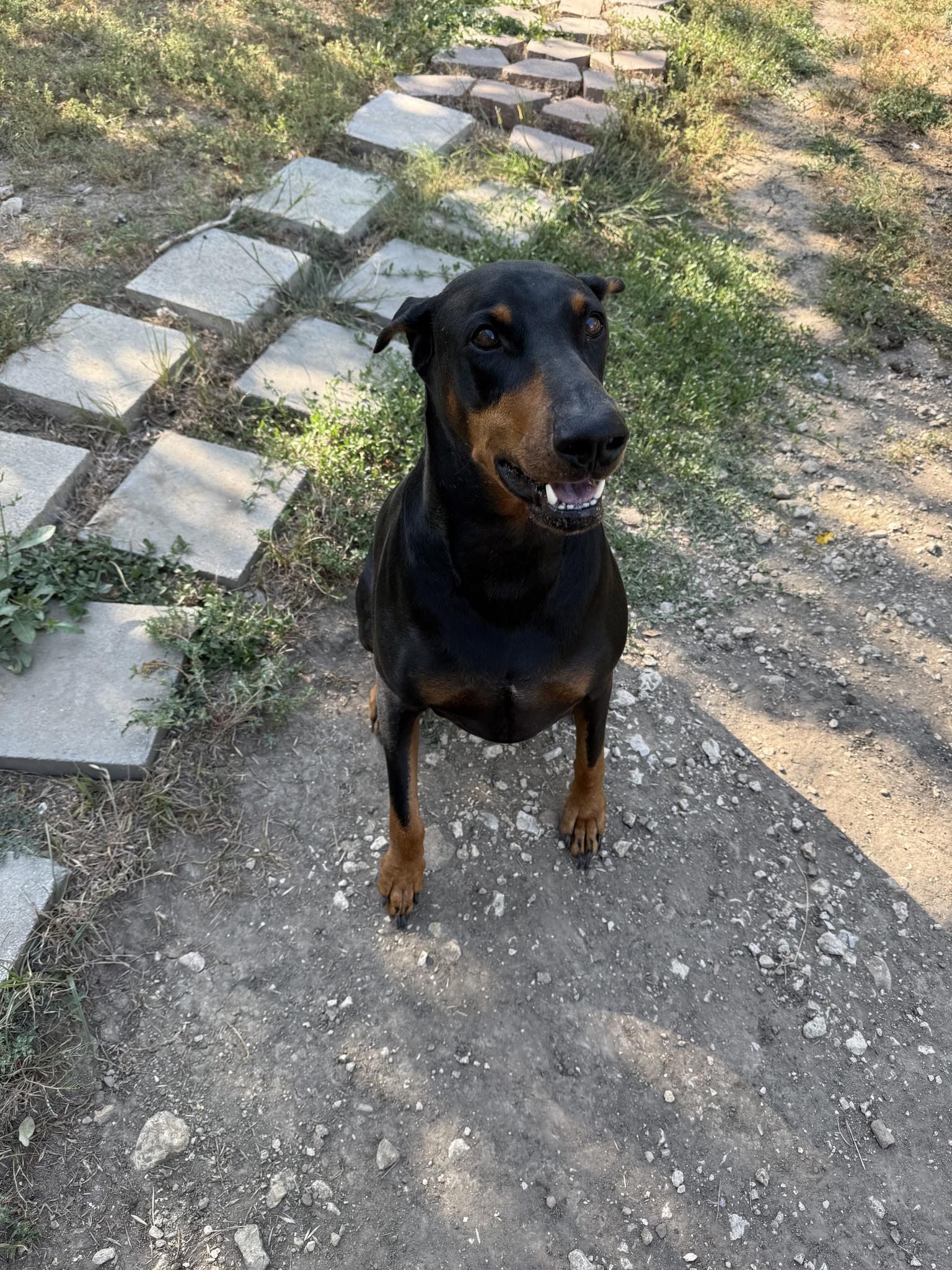 Jedi, a Adoptable Doberman Pinscher in Benbrook, TX image 3/3