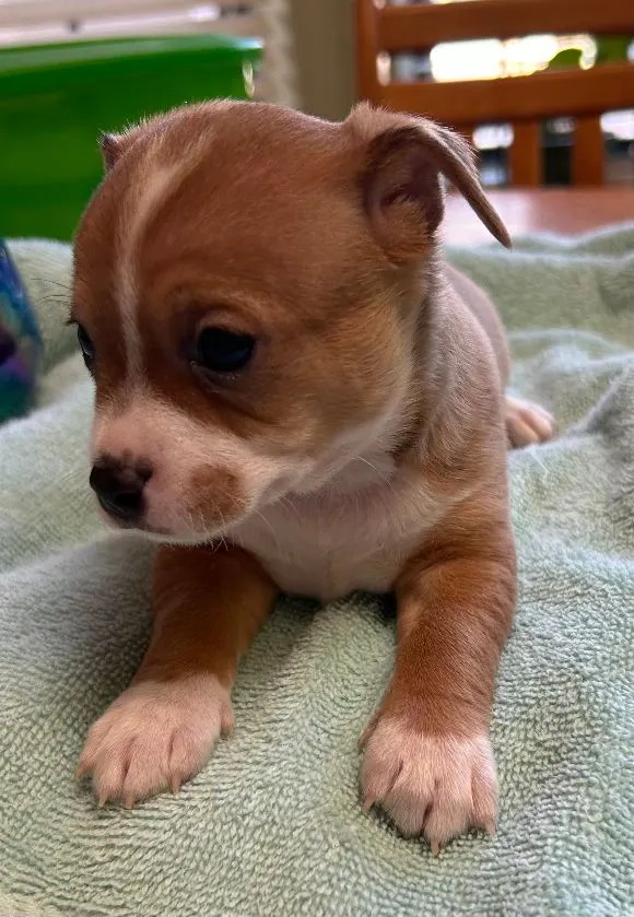 Baxter, an adopted Chihuahua in Albuquerque, NM_image-1