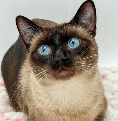 Enlarge Rango is RIDICULOUSLY SWEET!!   Rare gem of a kitty!!!, an adopted mixed breed in Bedford Hills, NY image 1/6
