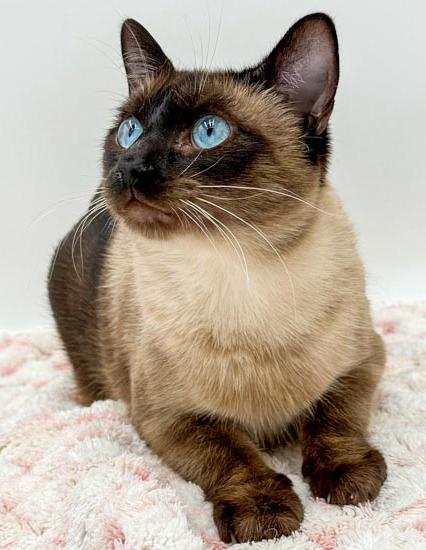 Enlarge Rango is RIDICULOUSLY SWEET!!   Rare gem of a kitty!!!, an adopted mixed breed in Bedford Hills, NY image 6/6
