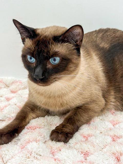 Enlarge Rango is RIDICULOUSLY SWEET!!   Rare gem of a kitty!!!, an adopted mixed breed in Bedford Hills, NY image 5/6