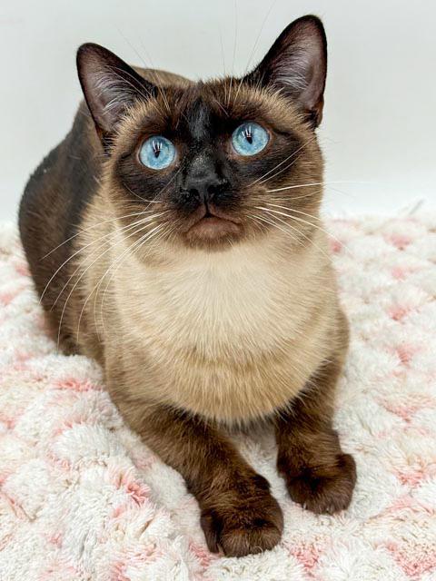 Enlarge Rango is RIDICULOUSLY SWEET!!   Rare gem of a kitty!!!, an adopted mixed breed in Bedford Hills, NY image 4/6
