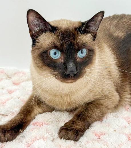 Enlarge Rango is RIDICULOUSLY SWEET!!   Rare gem of a kitty!!!, an adopted mixed breed in Bedford Hills, NY image 3/6