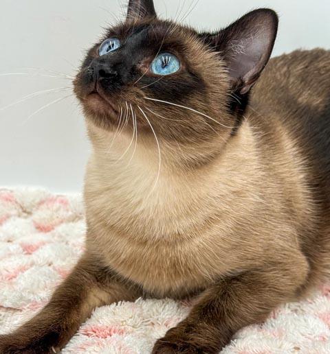 Enlarge Rango is RIDICULOUSLY SWEET!!   Rare gem of a kitty!!!, an adopted mixed breed in Bedford Hills, NY image 2/6