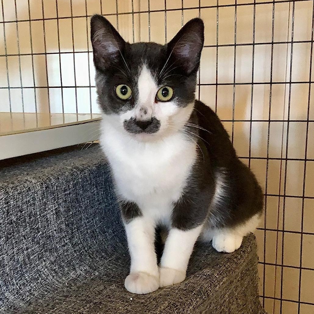 Will Chaplin, Adoptable, Young Male Tuxedo & Asian Cat.