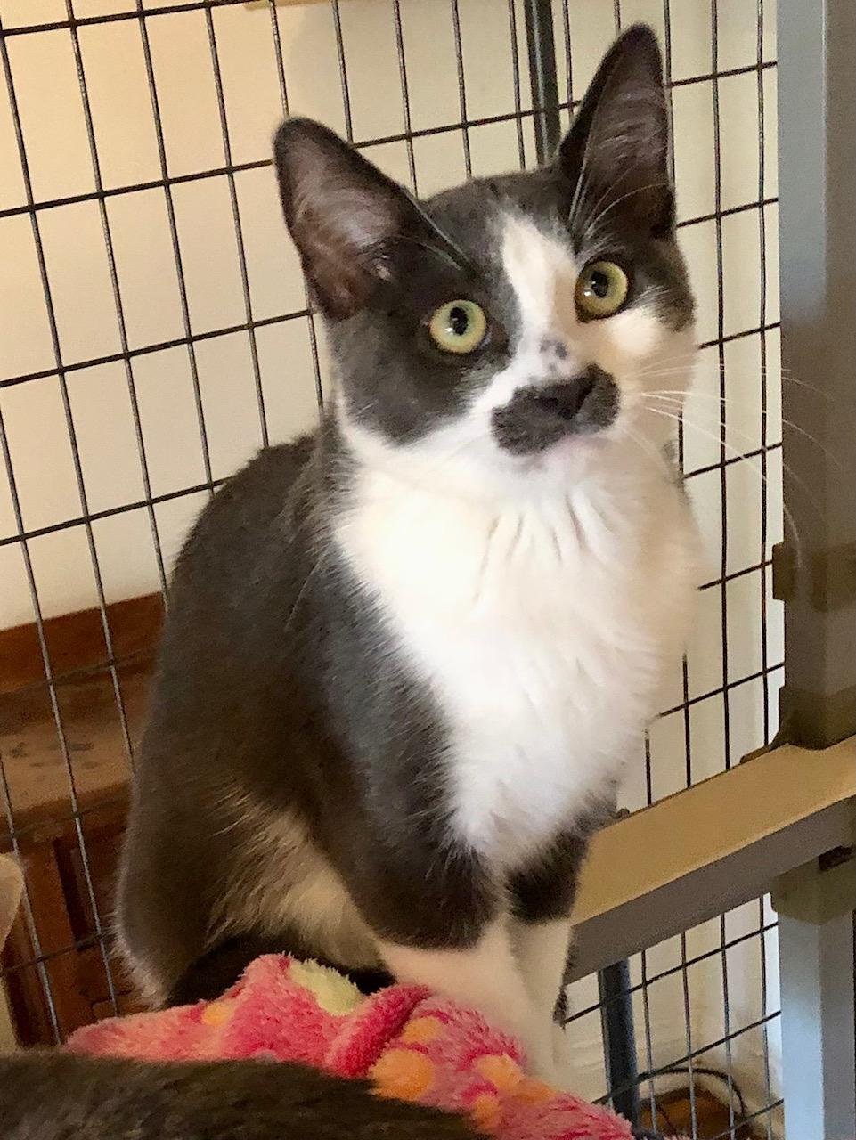 Enlarge Will Chaplin, a Adoptable mixed breed in Ventura, CA image 2/5