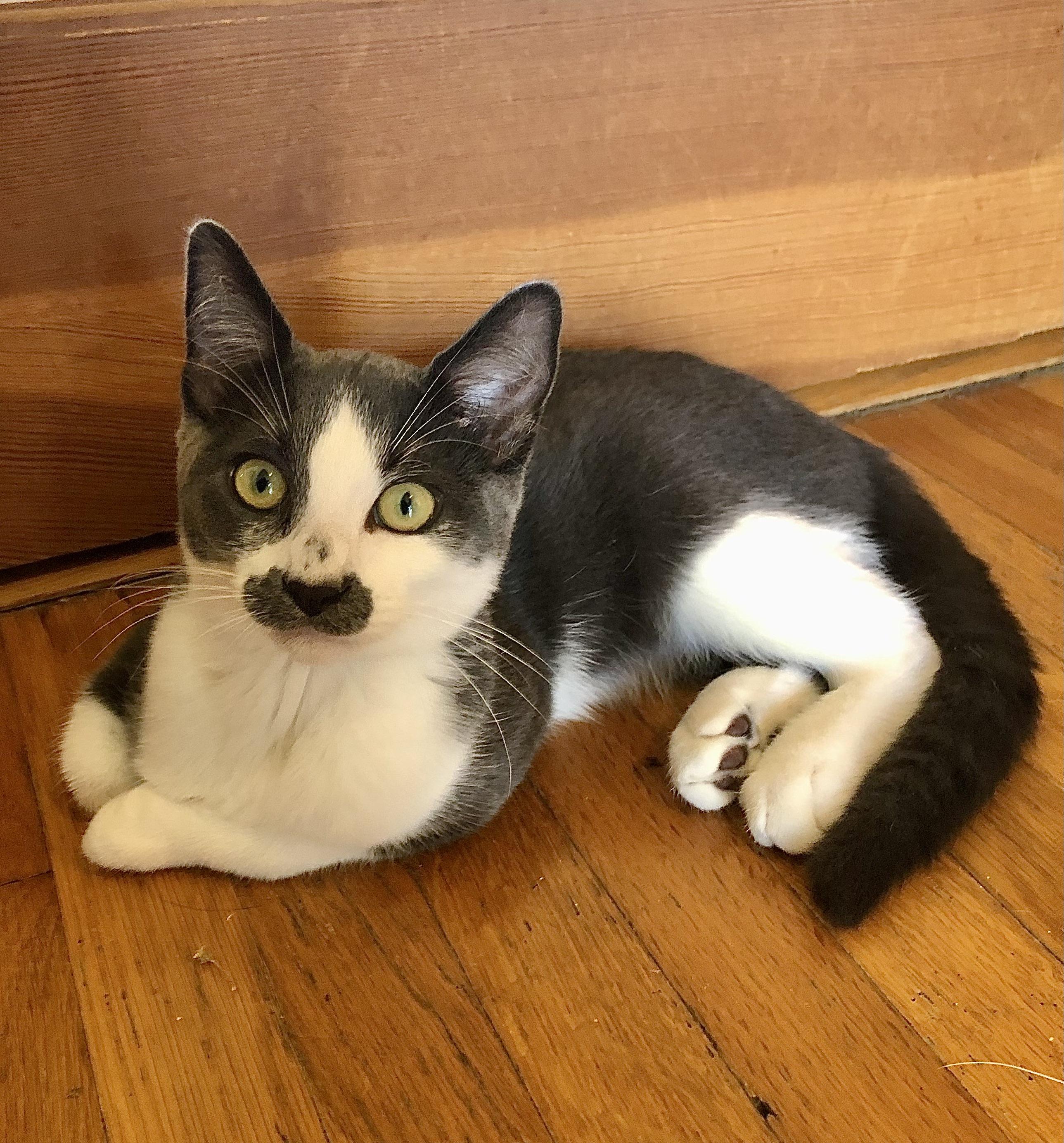 Enlarge Will Chaplin, a Adoptable mixed breed in Ventura, CA image 3/5