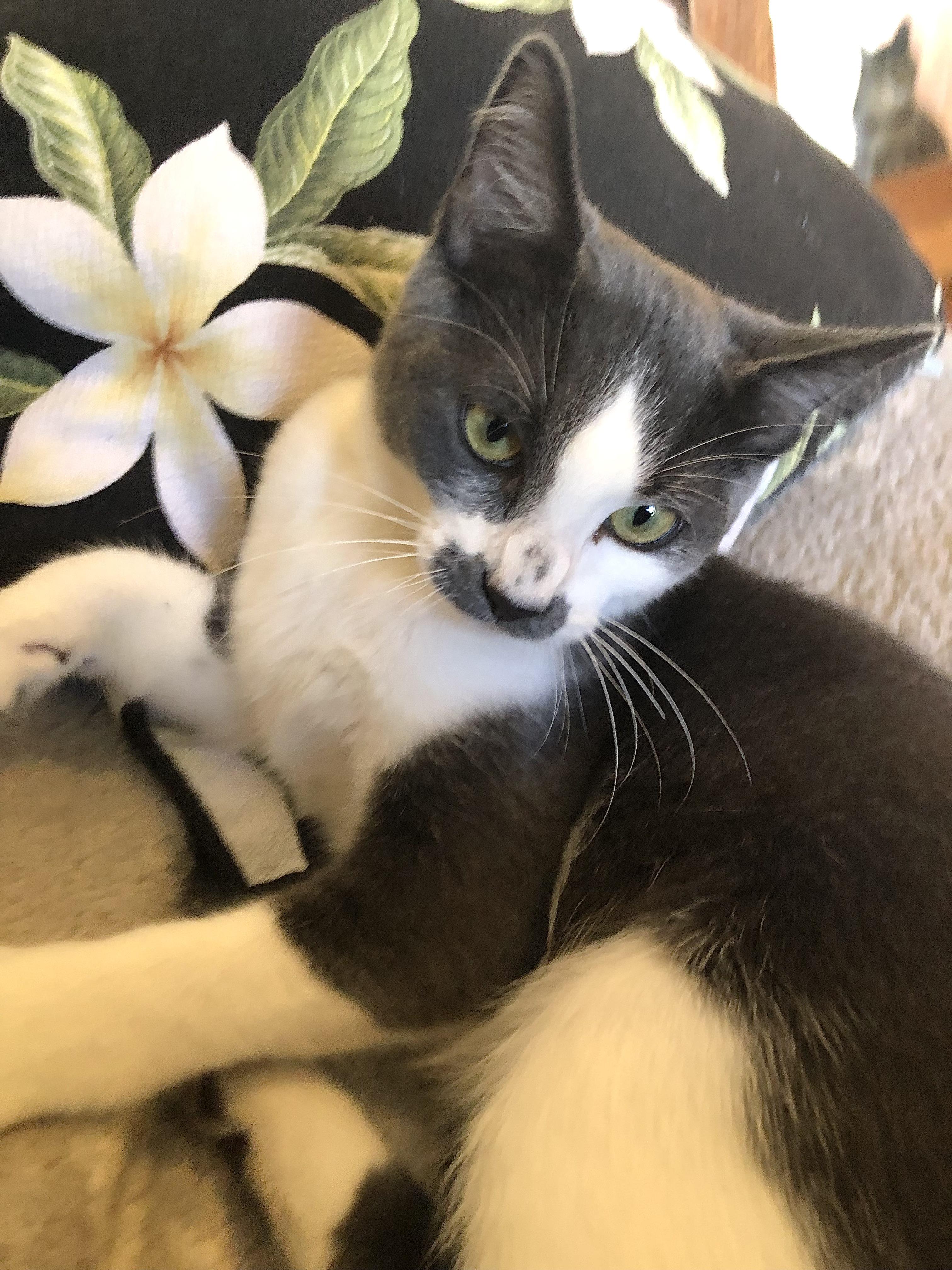 Enlarge Will Chaplin, a Adoptable mixed breed in Ventura, CA image 4/5