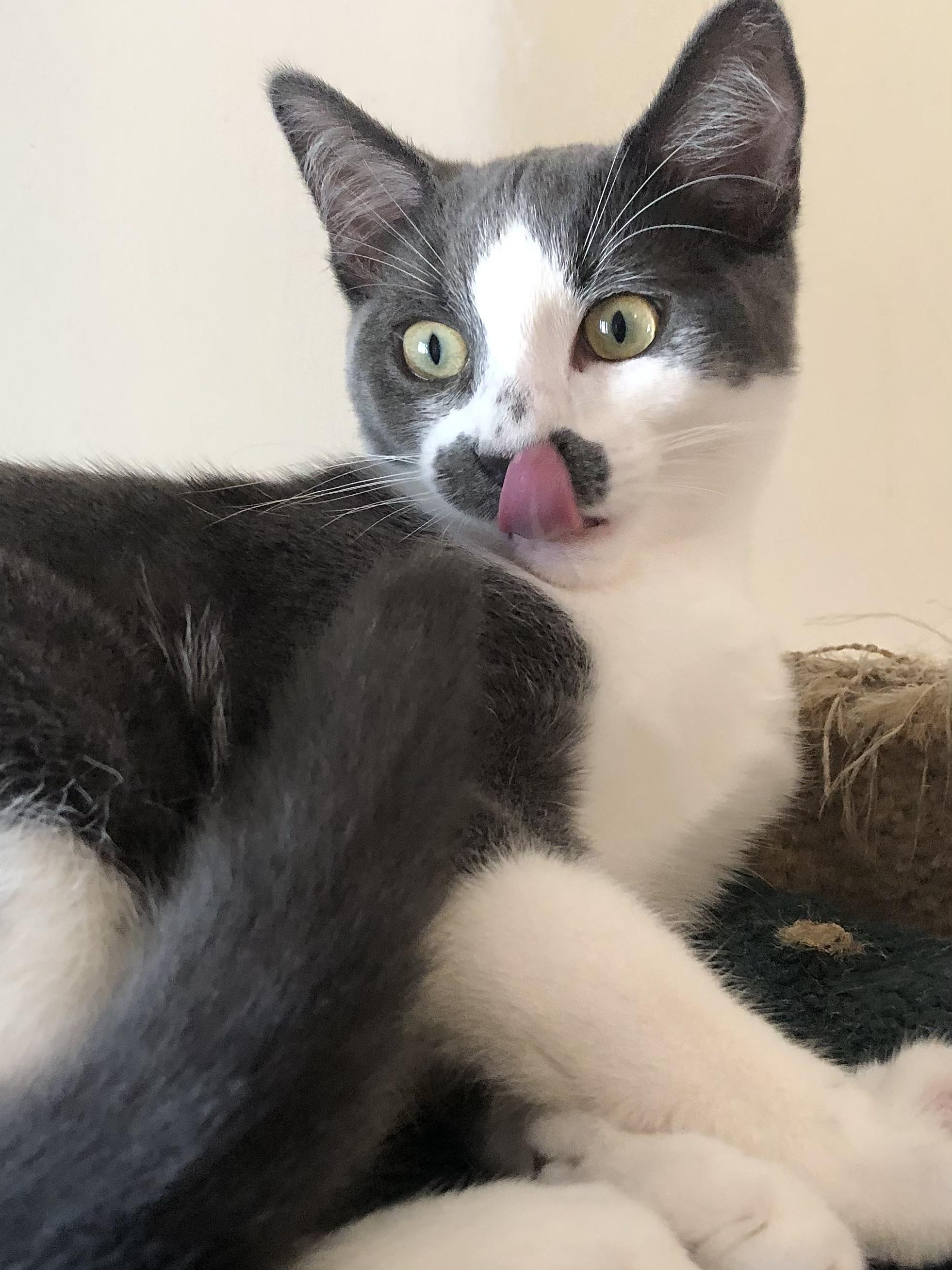 Enlarge Will Chaplin, a Adoptable mixed breed in Ventura, CA image 5/5