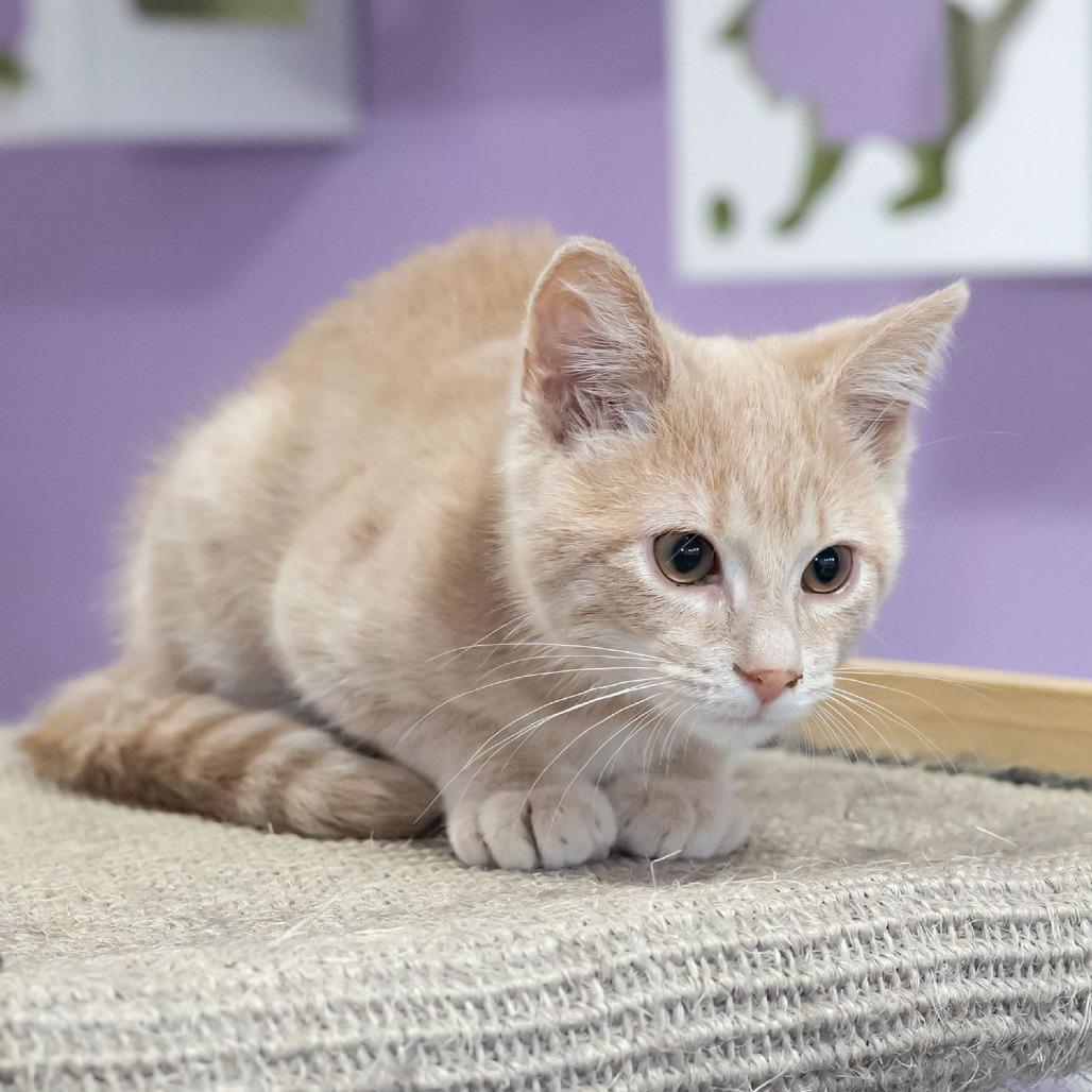 Enlarge Arthur, a Adoptable Domestic Short Hair in McKean, PA image 1/3