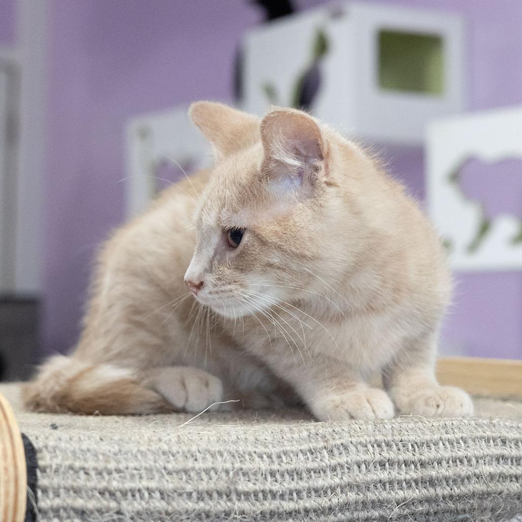 Enlarge Arthur, a Adoptable Domestic Short Hair in McKean, PA image 2/3