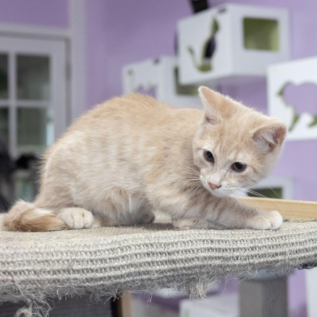 Enlarge Arthur, a Adoptable Domestic Short Hair in McKean, PA image 3/3