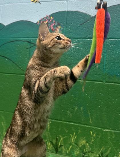 Mazi, Adoptable, Young Female Domestic Short Hair & Domestic Short Hair.