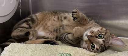 Enlarge Mazi, a Adoptable mixed breed in New Albany, IN image 2/3