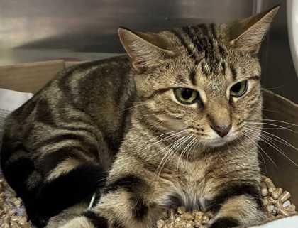 Enlarge Mazi, a Adoptable mixed breed in New Albany, IN image 3/3