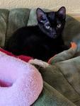 IncaTaz, ADOPTABLE, Kitten Male Domestic Short Hair.